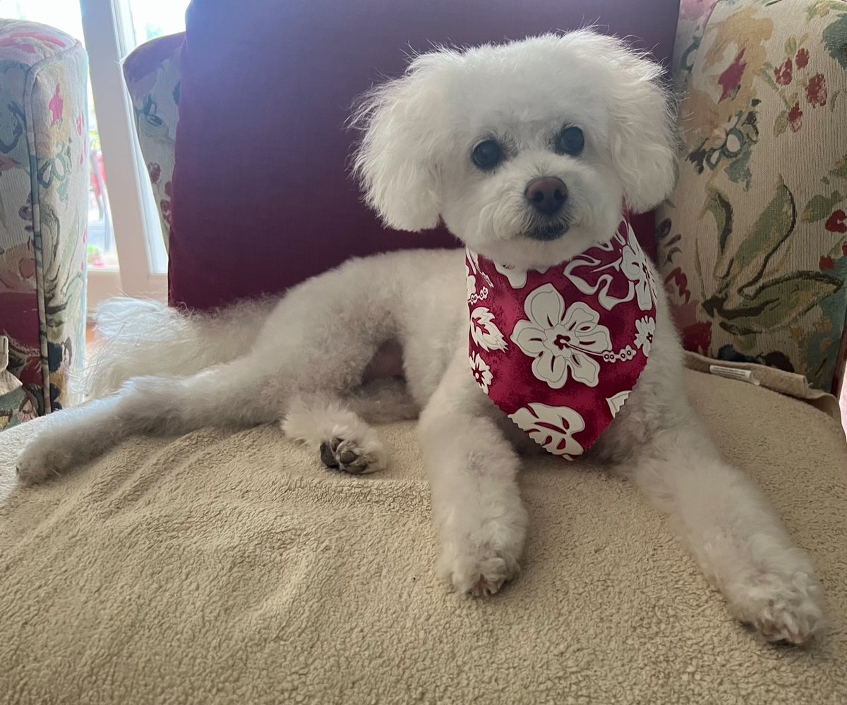 Mischa, a small white poodle mix wearing a red bandana